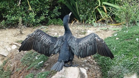 Un cormoran sèche ses ailes au soleii...